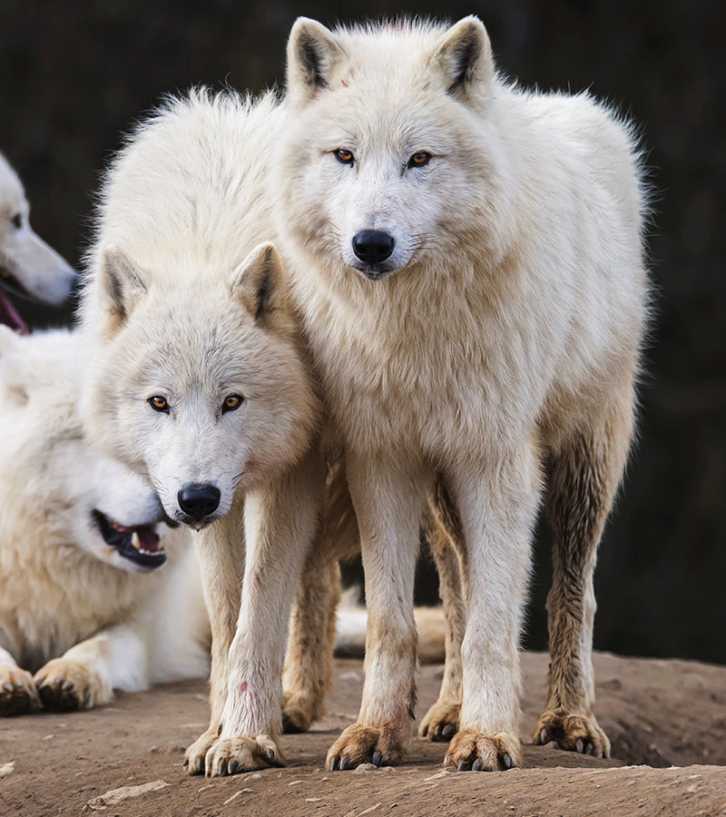 The Compassion Mindset® Transform Your Culture with Compassionate Accountability®