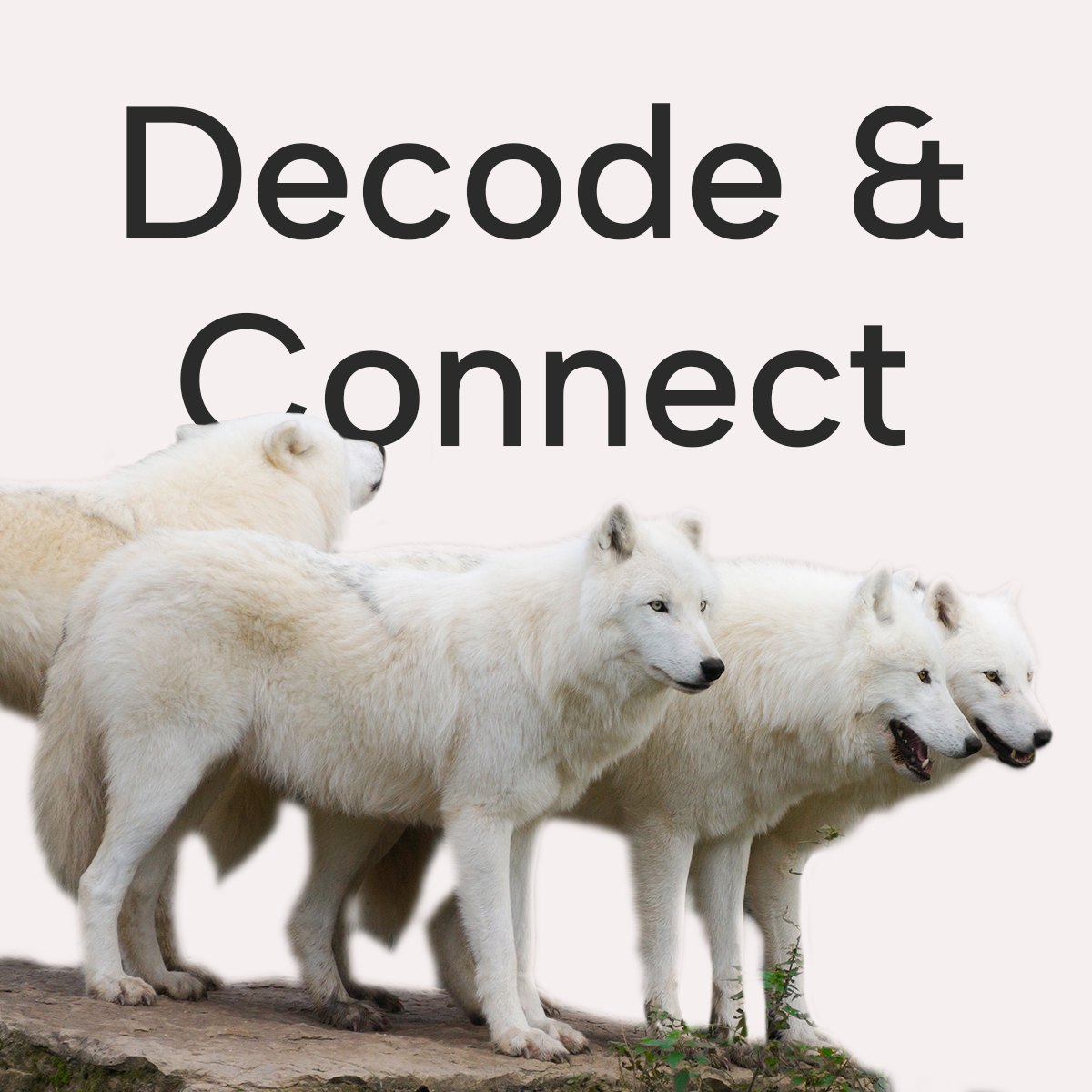 Decode and Connect: Mastering Communication Styles